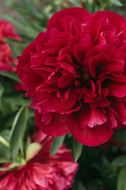 Red peony flower,close-up with selective focus. Beautiful peony flower for catalog or online store.