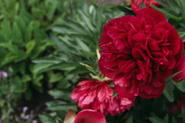 Red peony flower,close-up with selective focus. Beautiful peony flower for catalog or online store.