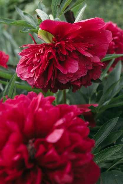 Red peony flower,close-up with selective focus. Beautiful peony flower for catalog or online store.