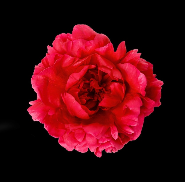 Red peony flower and petal on blacke background. Birthday, mothers, valentines, wedding day concept.