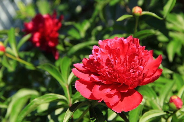 Red peony flower with green leaves closeup