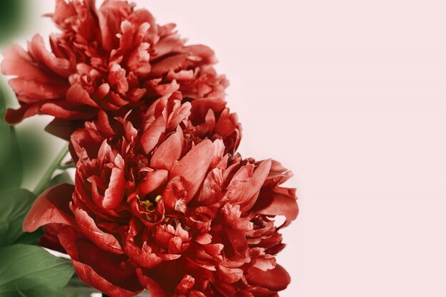 Red peony on pink background with copy space. Blooming flower of peony. Natural flowery background. 