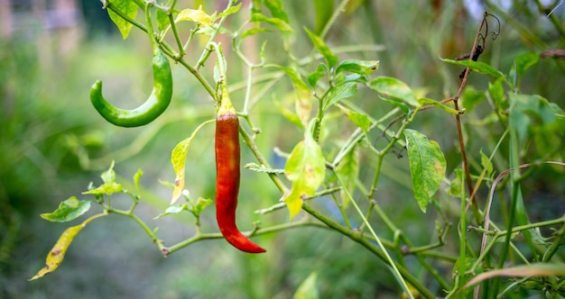 Red Pepper Plants in the pepper farm or field Chili peppers agricultural in organic farm