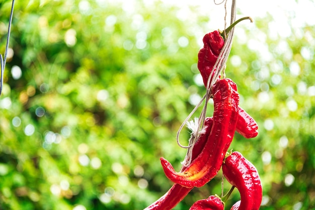 Red peppers the orchard