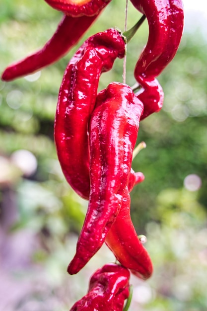 Red peppers the orchard