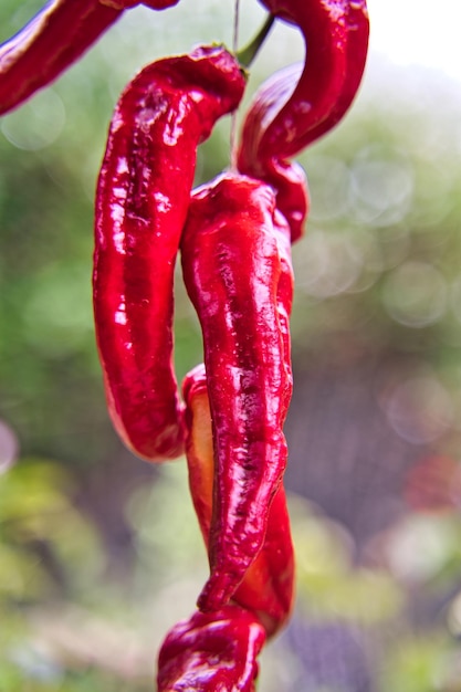 Red peppers the orchard