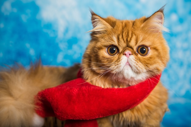 Red Persian cat in red Santa Claus scarf on Christmas