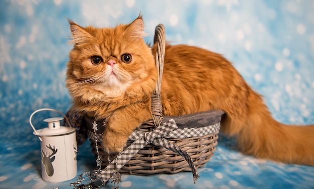 Red Persian cat sitting in basket on Christmas