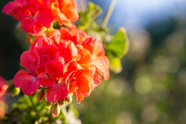 Red phlox flowers closeup flan on a natural background