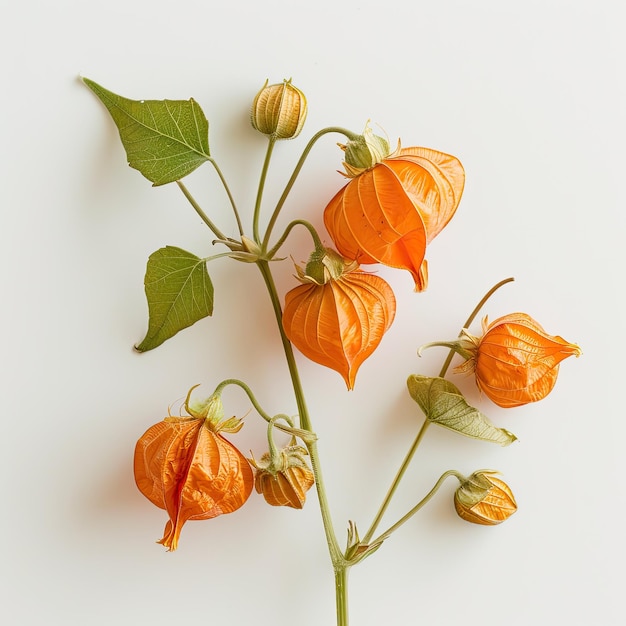 red physalis fruit isolated on white background