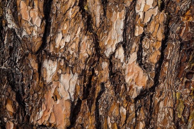 Red pine bark background