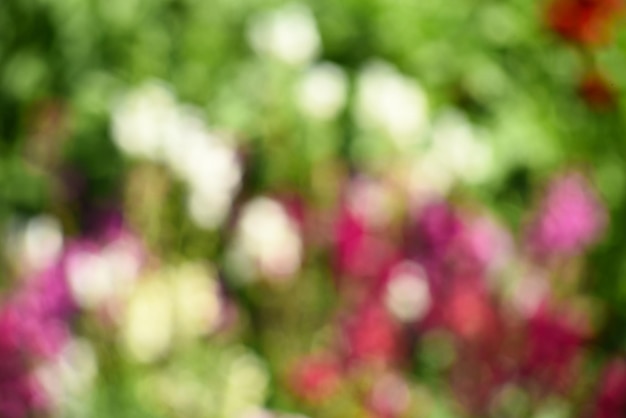 Red and pink bokeh out of focus background from green garden, Blurred flower background