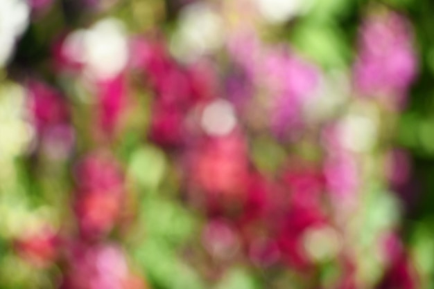 Red and pink bokeh out of focus background from green garden, Blurred flower background