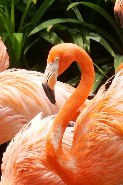 Red and pink flamingos in singapore zoo