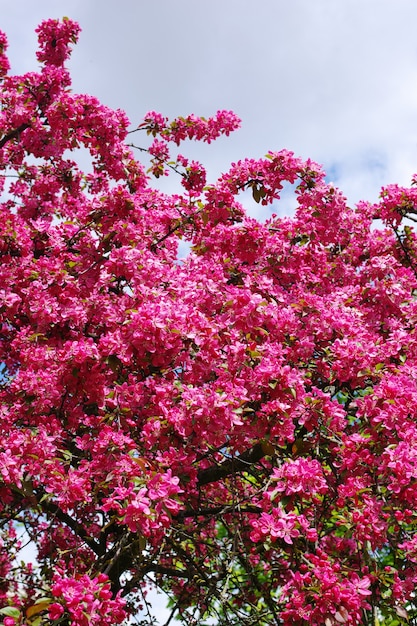 Red pink flowers of crabapple tree