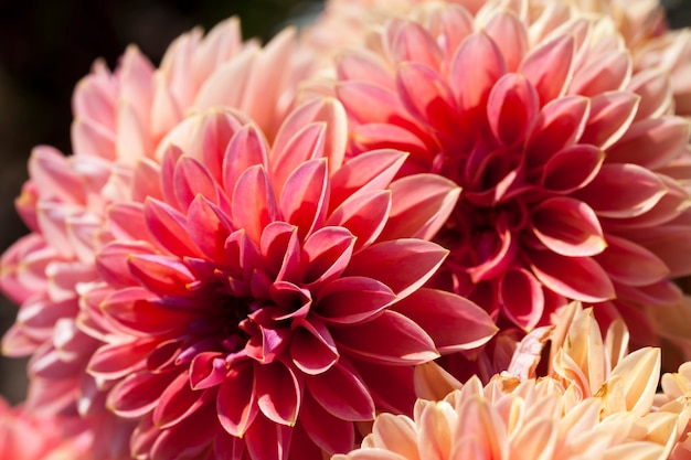 red and pink flowers