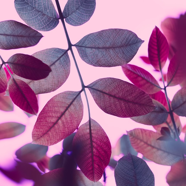 red and pink tree leaves in the nature in autumn season