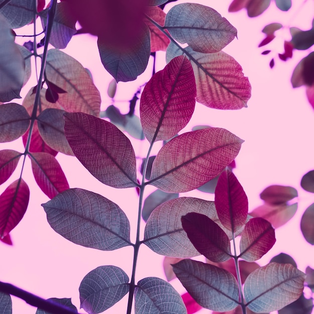 red and pink tree leaves in the nature in autumn season