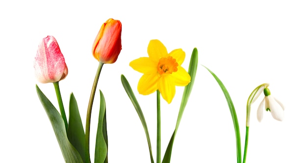 Red and pink tulips, yellow narcissus and snowdrop