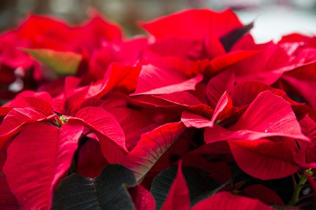  Red Plant Christmas