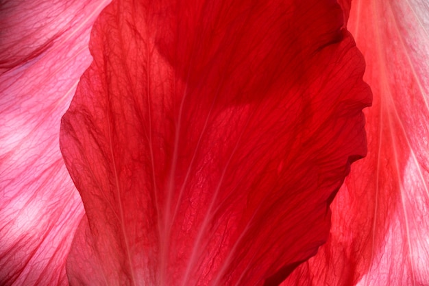 Red plant natural background of hibiscus flower petals Syrian rose close-up macro photography