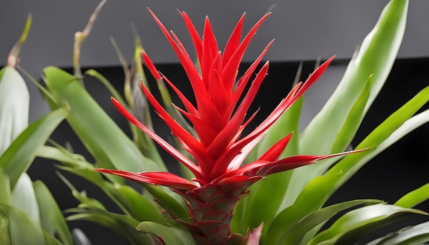 Photo a red plant with green leaves and red flowers