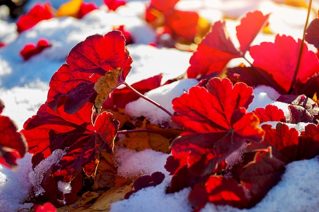 Red plants in snow on lawn Winter background Thaw