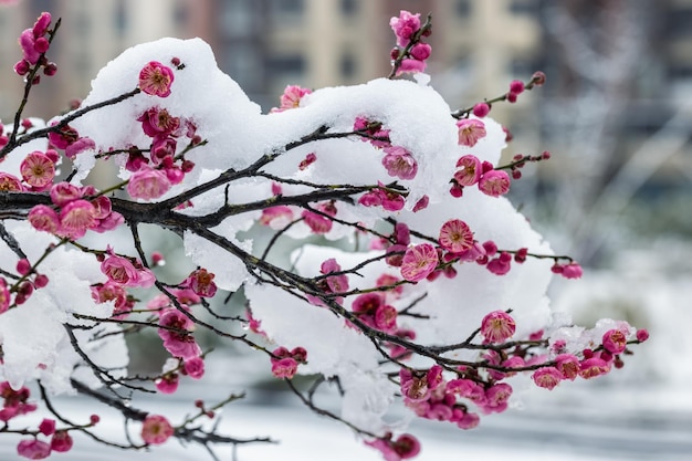 Red plum blossoms bloom in cold winter