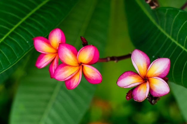 Red plumeria flowers on the tree