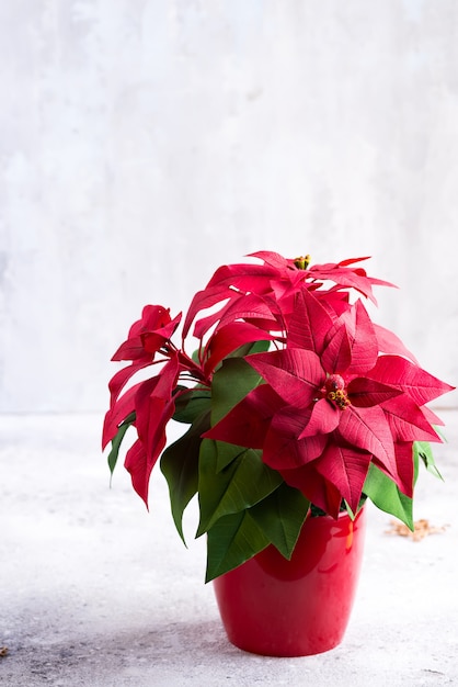 Red poinsettia christmas plant on a stone gray  with copyspace.