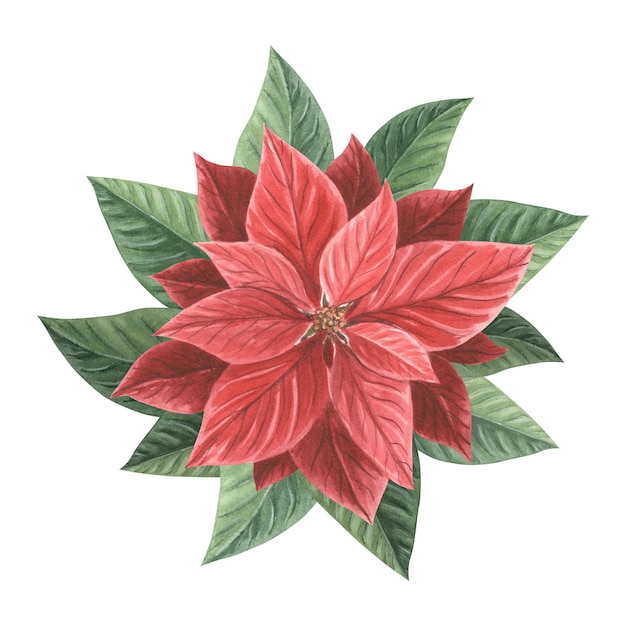 Red poinsettia flower christmas traditional plants in vintage hand drawn watercolor illustration