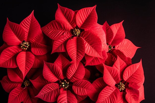 Photo red poinsettia flowers with frosted edges on a crims