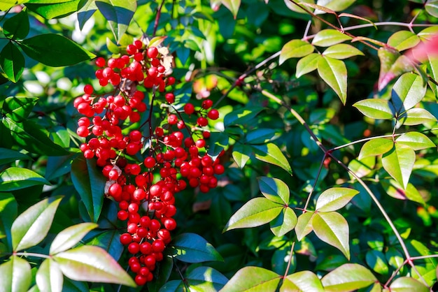 Red poison berries on tree Close up