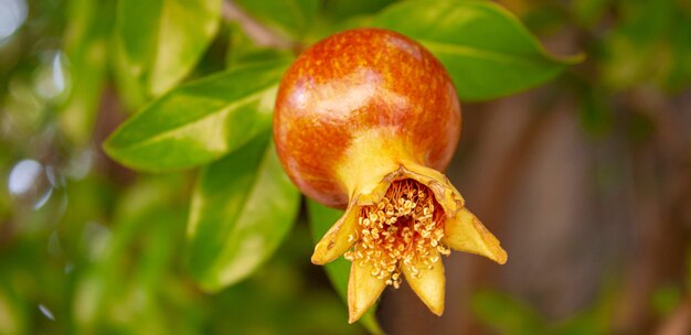 Red pomegranate on a tree in leaves. Selective focus.Nature