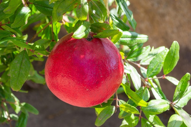 Red pomegranates on the tree isolated