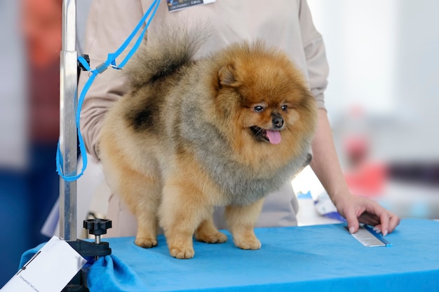 Red pomeranian on the grooming table next to the comb.