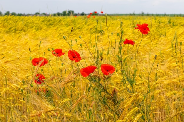 Red poppies on the background of a yellow wheat field