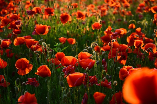 Red poppies background