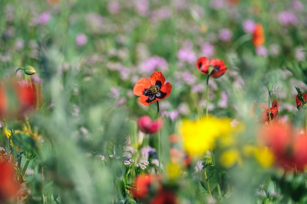 Red poppies blooming in the field with other wild flowers and herbs.