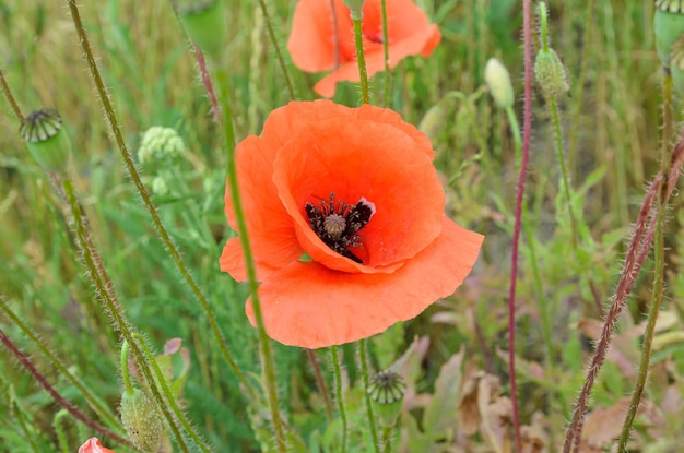 red poppies in a field of wheat