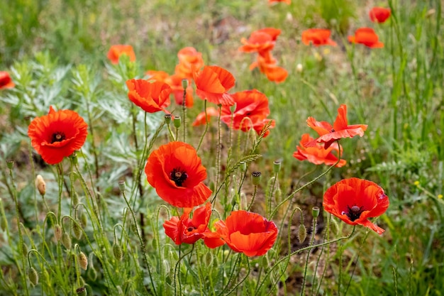 Red poppies in the field