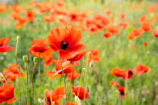 Red poppies in the field