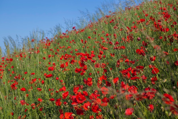 Red poppies flower blossom on wild field