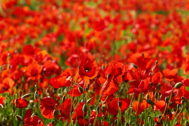 Red poppies flowers blooming in a wild field