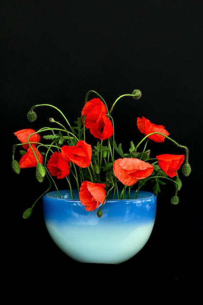 Red poppies flowers on a vase isolated on black background Dark mood photo