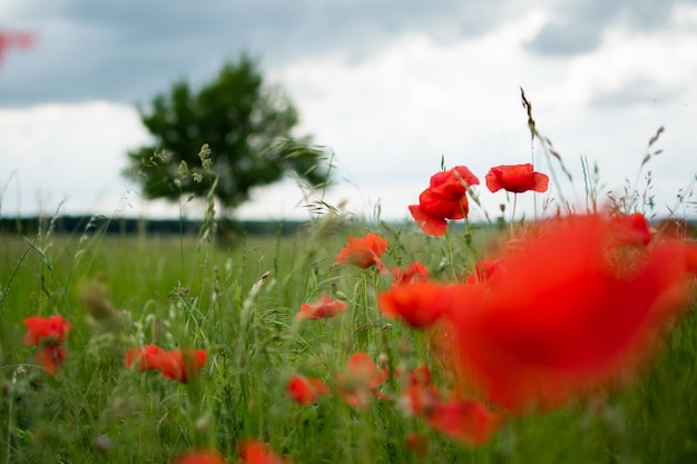 Red poppies in a green field with a tree and a stormy summer sky