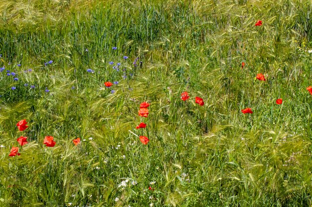 Red poppies growing in an agricultural field with cereals