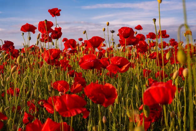 Red poppies Poppy field in full bloom against sunlight Remembrance day Anzac Day Poppy flower field Summer and spring poppy seed