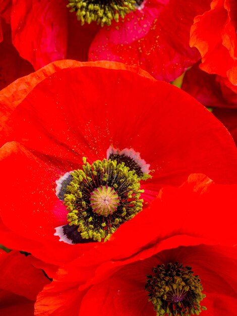 Photo red poppies postcard floral design closeup of the flowers selective focus