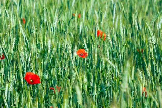 Red poppies summer